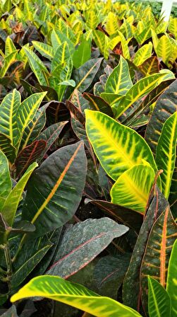 Kraton (Croton Petra) 20 - 30 cm