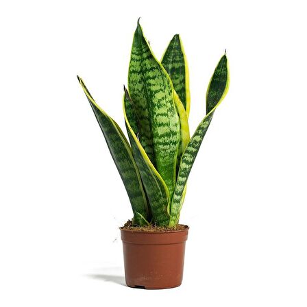 Paşa Kılıcı - Peygamber Kılıcı  (Sansaveria trifasciata) 20-30 cm