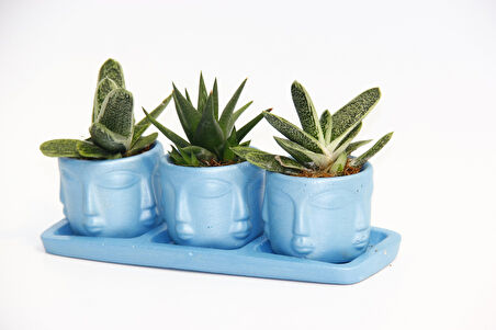 TRİO MAVİ ADLER SUKULENT SETİ - Gasteria, Haworthia