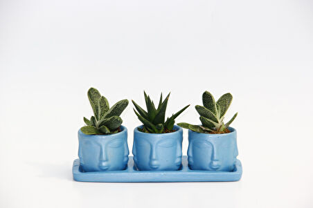 TRİO MAVİ ADLER SUKULENT SETİ - Gasteria, Haworthia