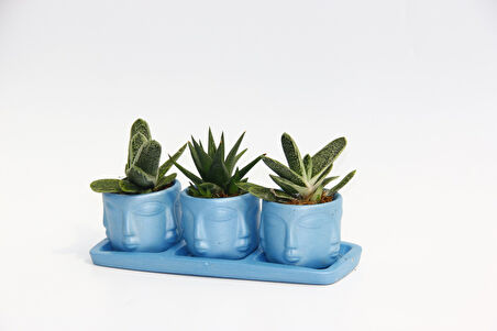 TRİO MAVİ ADLER SUKULENT SETİ - Gasteria, Haworthia