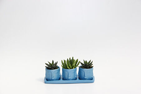 TRİO MAVİ ADLER SUKULENT SETİ - Haworthia, Huernia