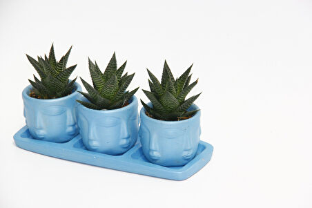 TRİO MAVİ ADLER SUKULENT SETİ - Haworthia Limifolia