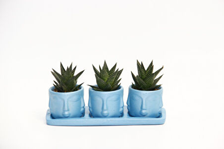 TRİO MAVİ ADLER SUKULENT SETİ - Haworthia Limifolia