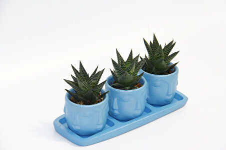 TRİO MAVİ ADLER SUKULENT SETİ - Haworthia Limifolia