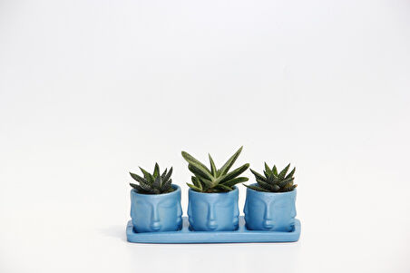 TRİO MAVİ ADLER SUKULENT SETİ - Haworthia Pumila, Gasteria