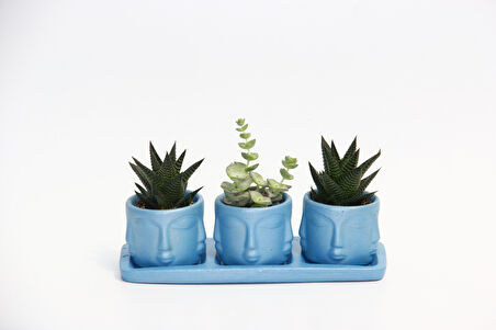 TRİO MAVİ ADLER SUKULENT SETİ - Haworthia Limifolia, Crassula Perforata