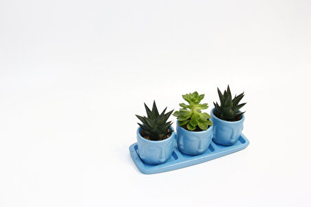 TRİO MAVİ ADLER SUKULENT SETİ - Haworthia Limifolia, Echeveria