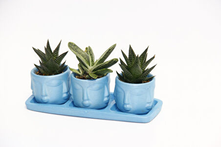 TRİO MAVİ ADLER SUKULENT SETİ - Haworthia Limifolia, Huernia