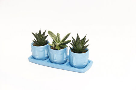 TRİO MAVİ ADLER SUKULENT SETİ - Haworthia Limifolia, Huernia