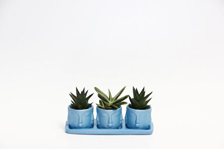 TRİO MAVİ ADLER SUKULENT SETİ - Haworthia Limifolia, Huernia