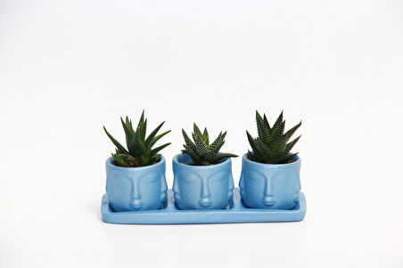 TRİO MAVİ ADLER SUKULENT SETİ - 3 Çeşit Haworthia