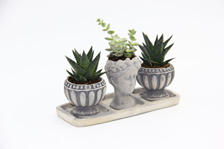 TRİO HELEN GRİ SUKULENT SETİ - Haworthia Limifolia, Crassula