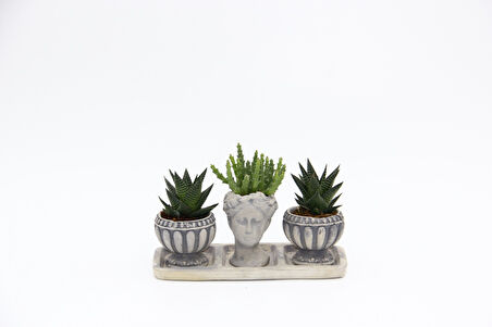 TRİO HELEN GRİ SUKULENT SETİ - Haworthia Limifolia, Huernia