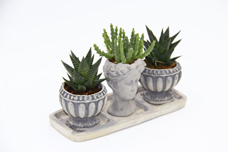 TRİO HELEN GRİ SUKULENT SETİ - Haworthia Limifolia, Huernia