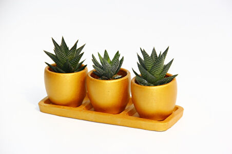 TRİO ORANGE HEDİYELİK SUKULENT SETİ - Haworthia Limifolia - Pumila
