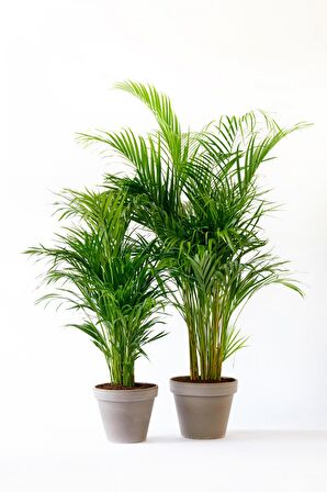 Areka Palmiyesi 100-120cm