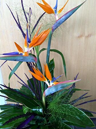 Starliçe (Cennet Kuşu Çiçeği) Strelitzia Nicolai 60 cm