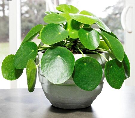 Pilea Peperomioides - Para Bitkisi 20-40 cm