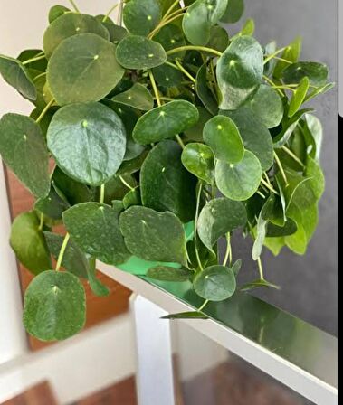 Pilea Peperomioides - Para Bitkisi 20-40 cm