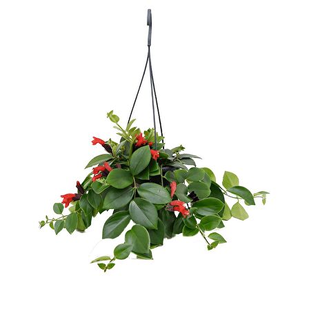 Ruj Çiçeği (Aeschynanthus) - Askılı Saksıda
