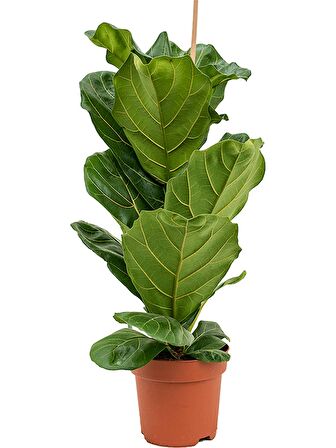 Ficus  Lyrata - Keman Yapraklı Kauçuk 60-80 cm