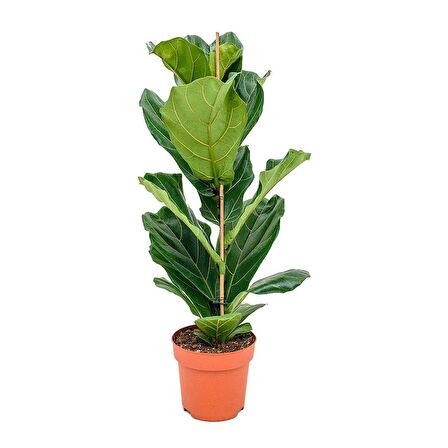 Ficus  Lyrata - Keman Yapraklı Kauçuk 60-80 cm