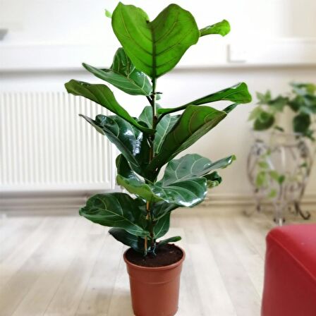 Ficus  Lyrata - Keman Yapraklı Kauçuk 60-80 cm