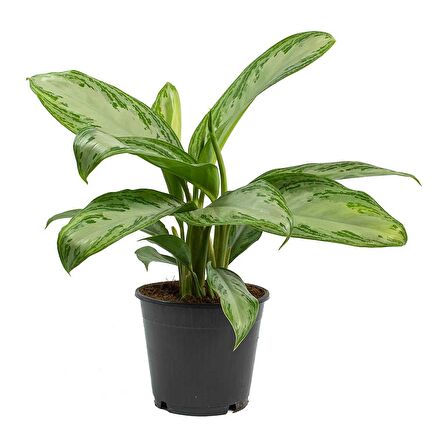 Aglonema Silver - Çin Herdemyeşili