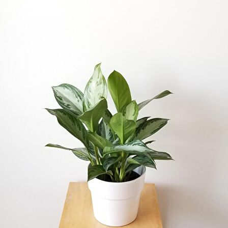 Aglonema Silver - Çin Herdemyeşili