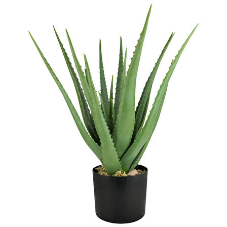 Aloe vera – Sarı sabır