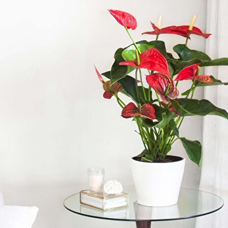 Anthoryum  - Flamingo Çiçeği (Anthurium) 40 cm