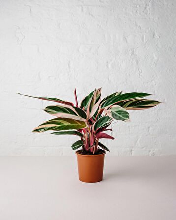 Üç Renkli Kaletya (Calathea Triostar)
