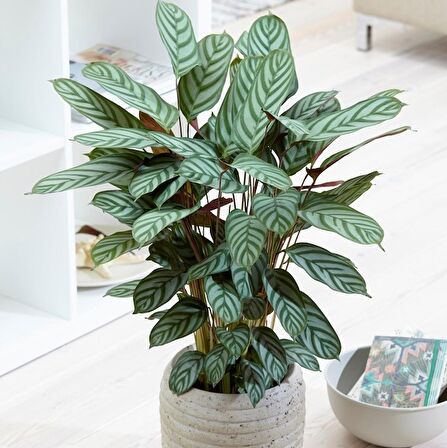 Calathea Ctenanthe Setosa (Dua Çiçeği) 20-40 cm