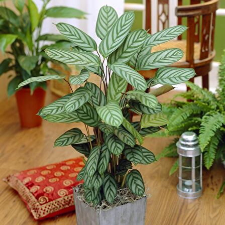 Calathea Ctenanthe Setosa (Dua Çiçeği) 20-40 cm