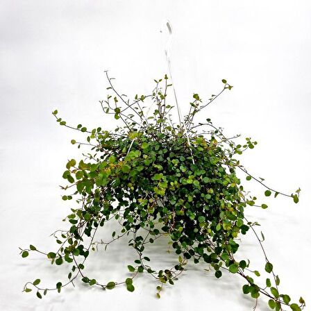 Avustralya Sarmaşığı (Muehlenbeckia) Askılı Saksıda