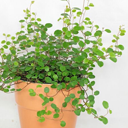 Avustralya Sarmaşığı (Muehlenbeckia) Askılı Saksıda