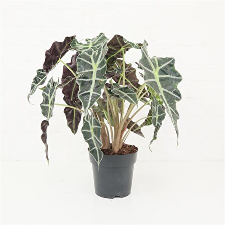 Fil Kulağı (Alocasia Polly) 20-40 cm