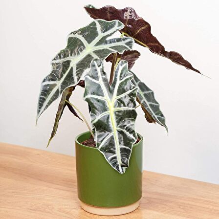 Fil Kulağı (Alocasia Polly) 20-40 cm