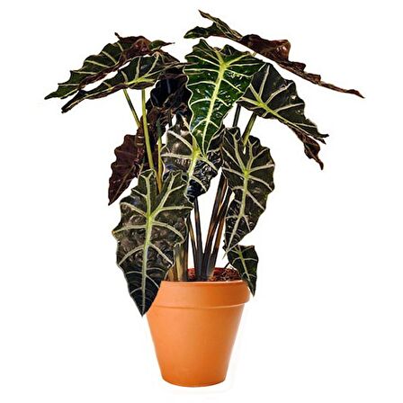 Fil Kulağı (Alocasia Polly) 20-40 cm