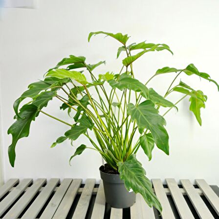 Philodendron xanadu