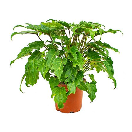 Philodendron xanadu