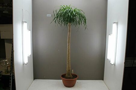 Nolina – Fil Ayağı 40-60 cm