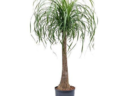 Nolina – Fil Ayağı 40-60 cm