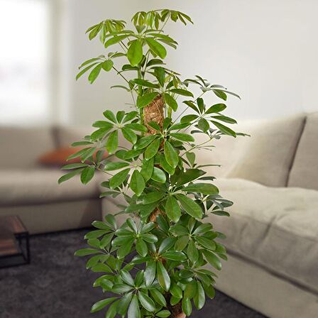 Şeflera – Şemsiye Ağacı 20-40 cm