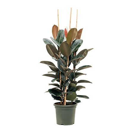 Kauçuk – Ficus Elastica 40- 60 cm