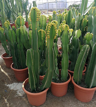 Euphorbia Acrurensis – Yalancı Kaktüs 20-40 cm