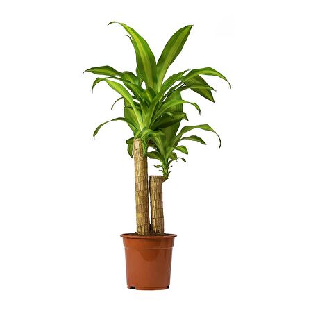 Dracena Massengena 2’li 100-120 cm