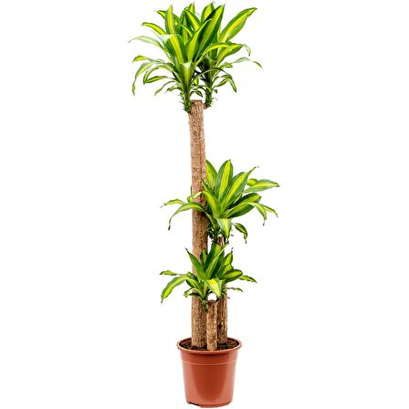 Dracena Massengena 3’lü 100-125 cm