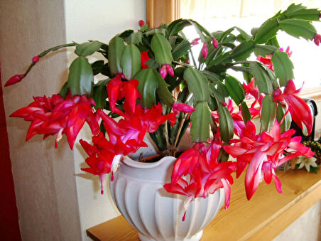 Yılbaşı Çiçeği – Schlumbergera